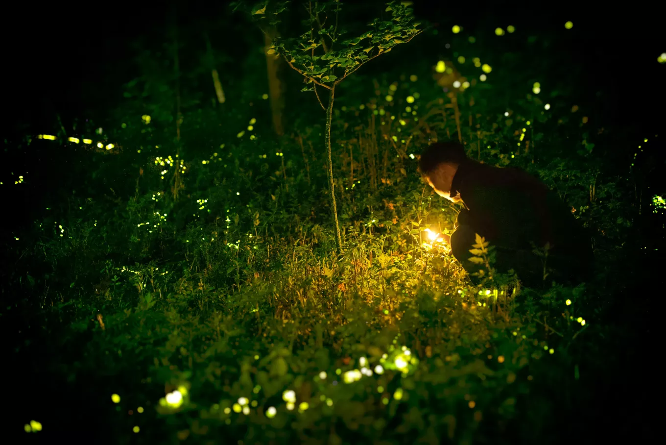 Floresta Noturna